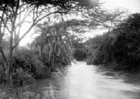 Stream vegetation on Makungu River