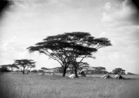 Camp Serengeti under umbrella acacias