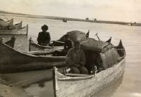 Bandar Anzali fishermen types