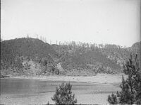 Atjeh-Gajo, Natural regeneration, Pinus Mercusii in front at Laut Tawar.
