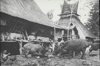 Karo village pictures, pig breeding