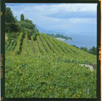 Vineyards Neuchâtel region (Bevaix)