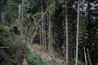 Schleuis GR, forest south of Schallas on the western slope of Val da Schluein