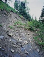 Sachseln OW, east view of the northeast slope Musbord with landslide 607.17 below the hamlet Ober Mus
