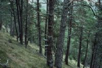 Alvaneu GR, In the protective forest above Plaun sulla Sesa
