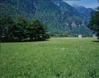 Pollegio TI, northeast view of the meadow Monda del Caplètt with copses, northwest of the village Pollegio