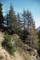 Airolo TI, upper forest boundary of the ban forest below the Alpe di Pontino