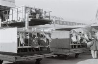 Air transport of cattle in Zurich-Kloten