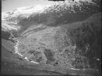 Colonization of abandoned moraines of the Findelen glacier by the larch tree