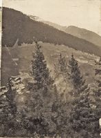 Dusting spruces in early summer in Dissentis [Disentis].