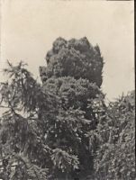 The globe spruce (Picea excelsa Link lus. Globosa)