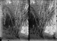 Ceylon, Botanical Garden of Peradeniya, [...] Bamboo [...] with C.S. [Carl Schröter].