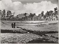 Indonesia: Plantations