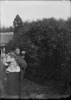 Japan, 200 year old thee plant in Uji with wife and child of thee farmer Iwai