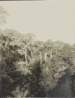 Knysna forest with Podocarpus Elongas