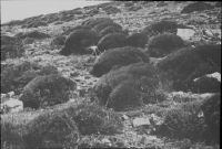 Timhadit, Erinacea anthyllis spherical pads near the lake Sidi Ali