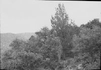 Ain Aissa near Ain Sefra 1750 m, Quercus ilex and Juniperus phoenicea (center).