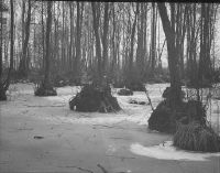 Brandenburg, Chorin, Alnus forest in winter, stalks lie exposed