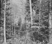 Mettmenstetten, 500 m, plenter forest, Picea, Fagus, Abies and sporadic Quercus
