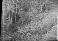 Emmental, N slope of the Napf chain, beech forest with tall shrubs (Adenostyles) and ferns