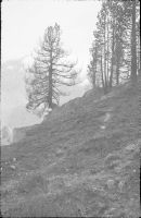 Aletsch Reservation, forest fire on the Riederhorn trail