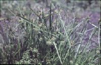 Carex lepidocarpa, Alpettes, peat extraction pit, Font d'Inson, 1030 m