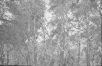 Ain Aissa, Quercus ilex-Juniperus phoenica forest, near the spring, Populus alba stand.