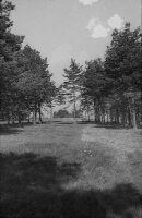 Pine forests and bromion lawn on the Randen