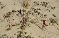 Convolvulus soldanella and Elymus on dune, Lacanau-Océan