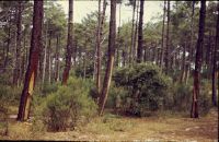Lancanau-Océan, forest of Pinus maritima, resin extraction, Cistus salvifolius, Arbutus unedo, Erica sp., Quercus ilex.