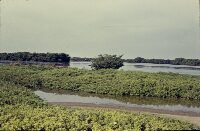 Venezuela, Mangrove Mojan near Maracaibo