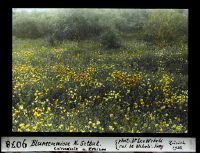 Flower meadow [north of] Settat, Calendula and Echium