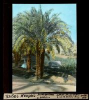 Memphis, date palm and cottage