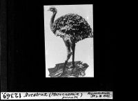 Avestruz (Pterocnemia pennata)