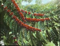 Coffee, Coffea species. [...] Coffea robusta [...] Soerabaja