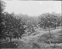 Coffee, plantations, coffee planting, Sumatra