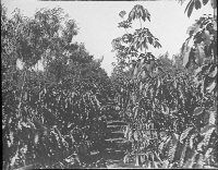 Coffee, plantations. Shade trees. Left Leucaena, right Hevea [?]