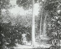Coffee, plantations, Coffea robusta under Hevea