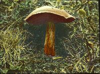 Mushrooms, Boletus luridus, witch mushrooms