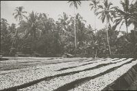 Coconut palm, harvesting & processing, drying copra
