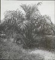 Elaeis oil, diseases, Sumatra's O.K. Crown sick oil palm & recover again