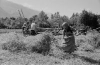 Graubünden dominion, hay harvest