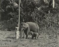 Man with elephant cow and her cub
