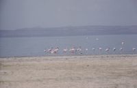Ethiopia, Rift Valley, at Abiata Lake, flamingos