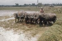Buffaloes Muddling a Paddy Field