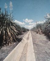 Ripe sugar cane, partly flowering, Tert K.