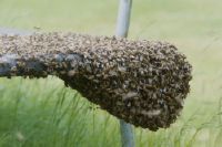 Swarm of bees on garden bench