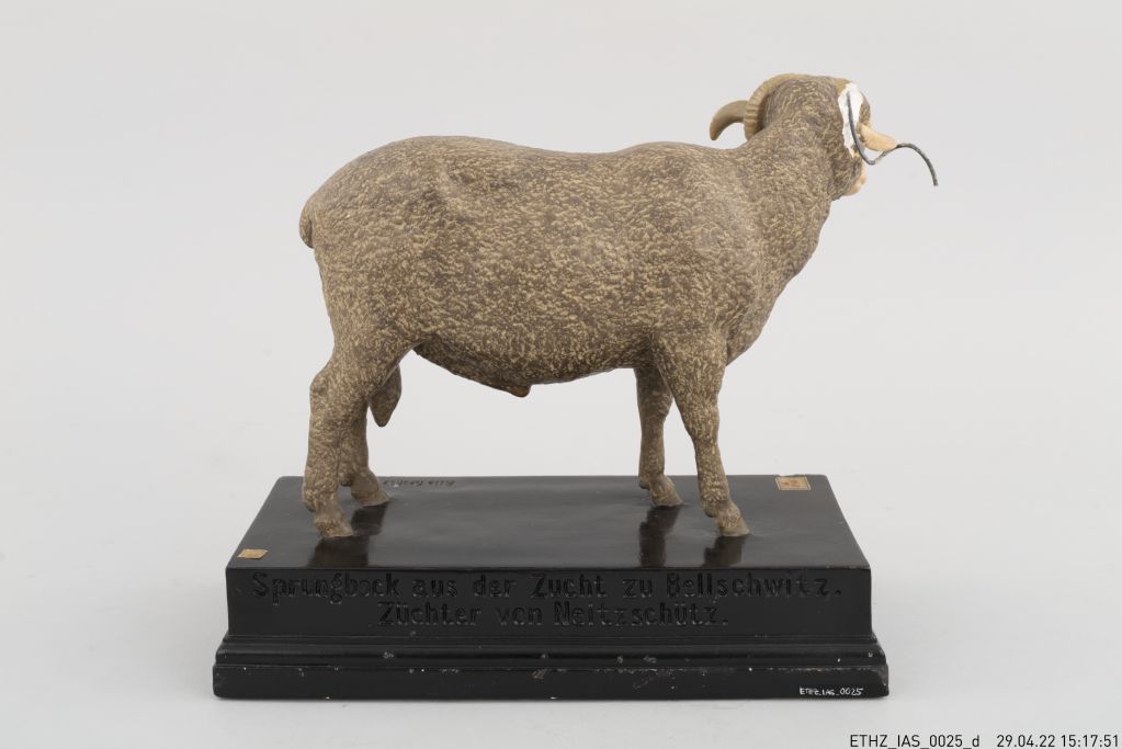 Tiermodell, Modell eines männlichen Schafes