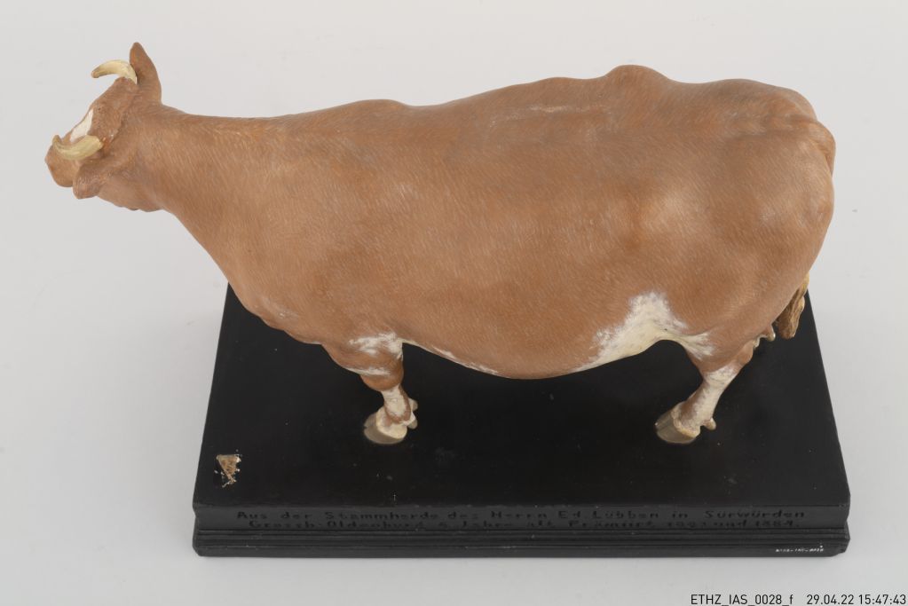 Tiermodell, Modell eines weiblichen Rindes